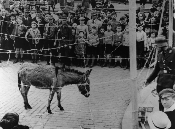 Politische Einschüchterung auf dem Kasseler Opernplatz: Nur ein Esel kommt ins Konzentrationslager, wenn er nicht gehorcht (1933)